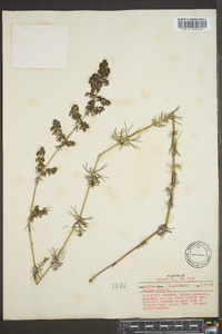 Galium verum image