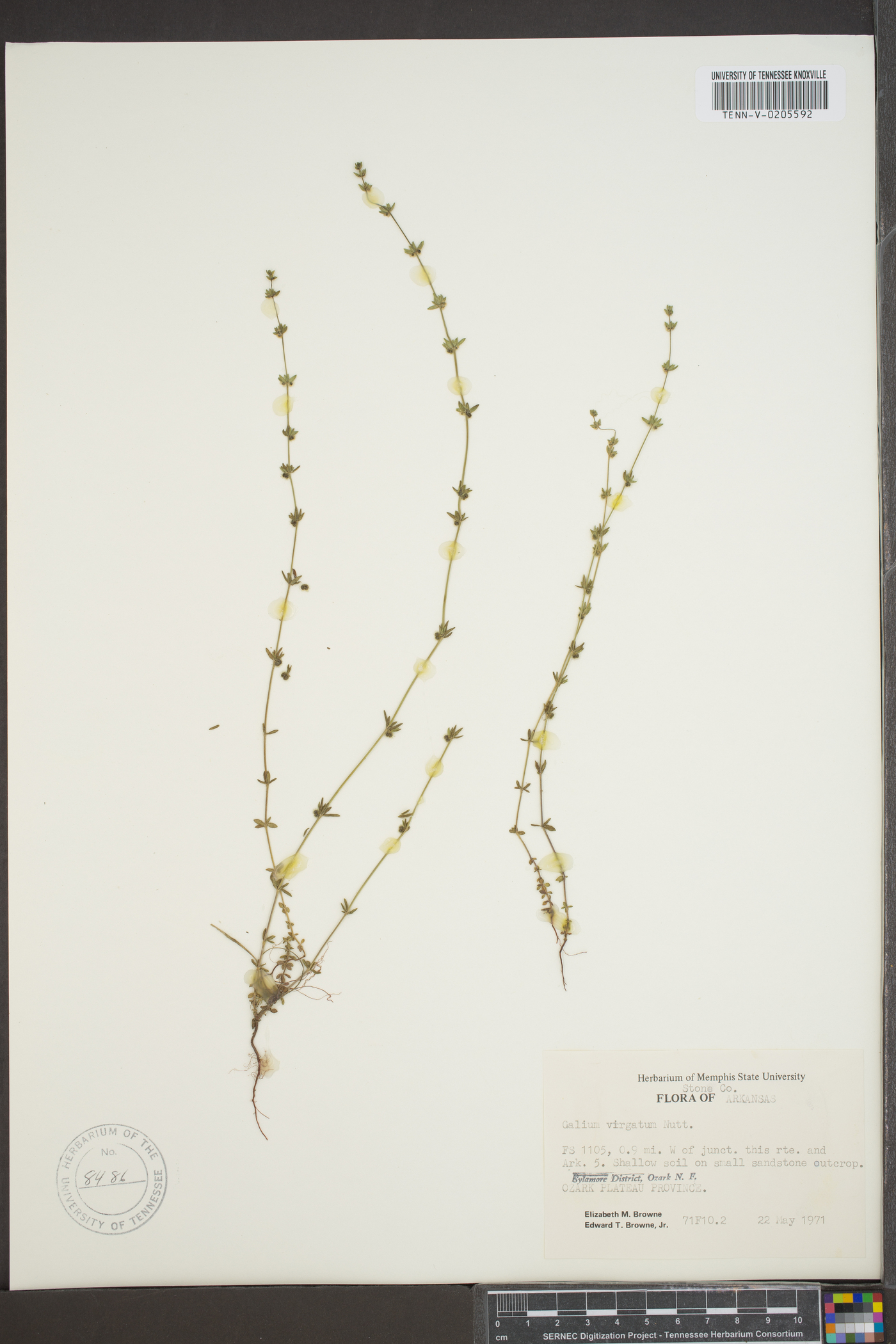 Galium virgatum image