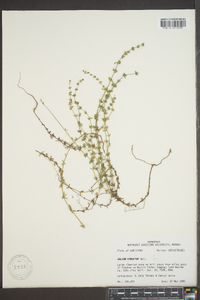 Galium virgatum image