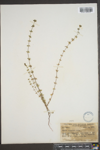 Galium virgatum image