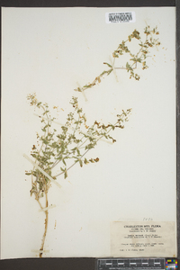 Galium watsonii image