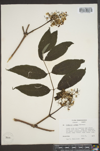 Sambucus racemosa subsp. racemosa image