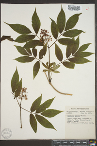 Sambucus racemosa subsp. racemosa image