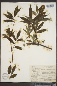 Sambucus racemosa subsp. racemosa image