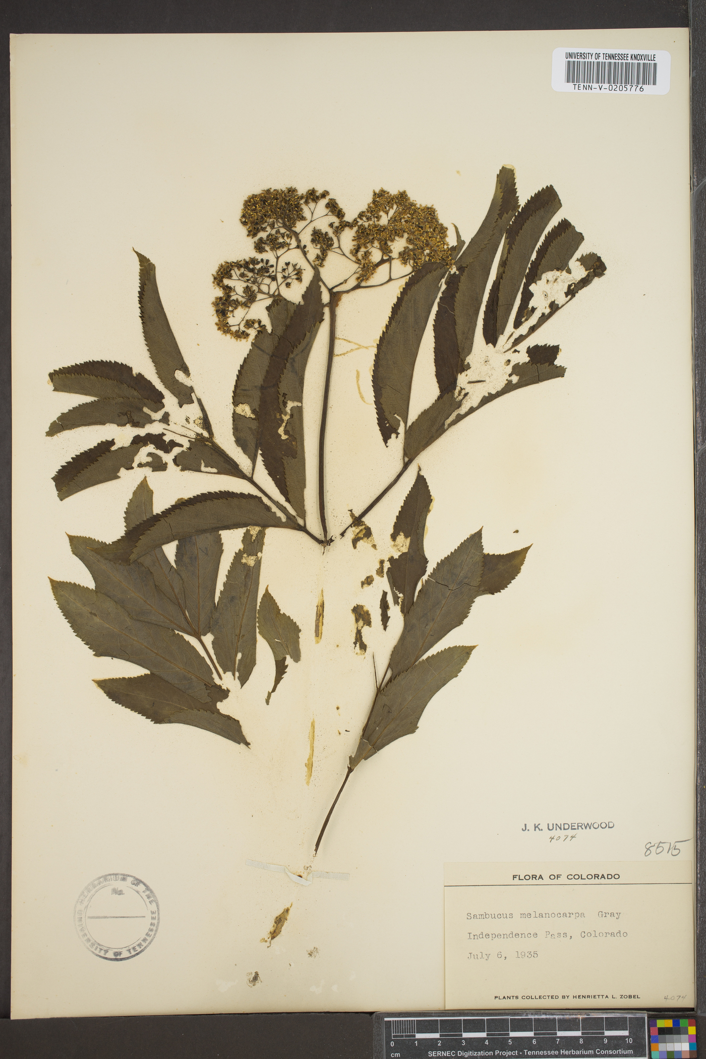 Viburnum melanocarpum image