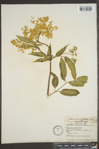 Viburnum melanocarpum image