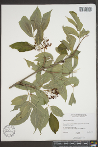 Sambucus racemosa subsp. racemosa image