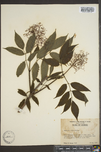 Sambucus racemosa subsp. racemosa image