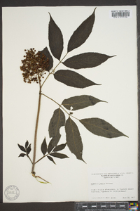 Sambucus racemosa subsp. racemosa image