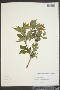 Sambucus racemosa subsp. racemosa image
