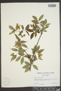 Sambucus racemosa subsp. racemosa image