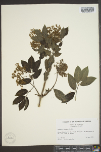 Sambucus racemosa subsp. racemosa image