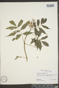 Sambucus racemosa subsp. racemosa image