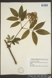 Sambucus racemosa subsp. racemosa image