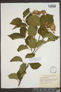 Viburnum alabamense image