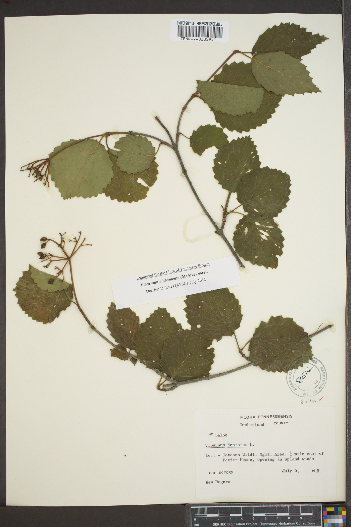 Viburnum alabamense image