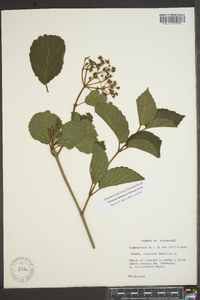 Viburnum alabamense image