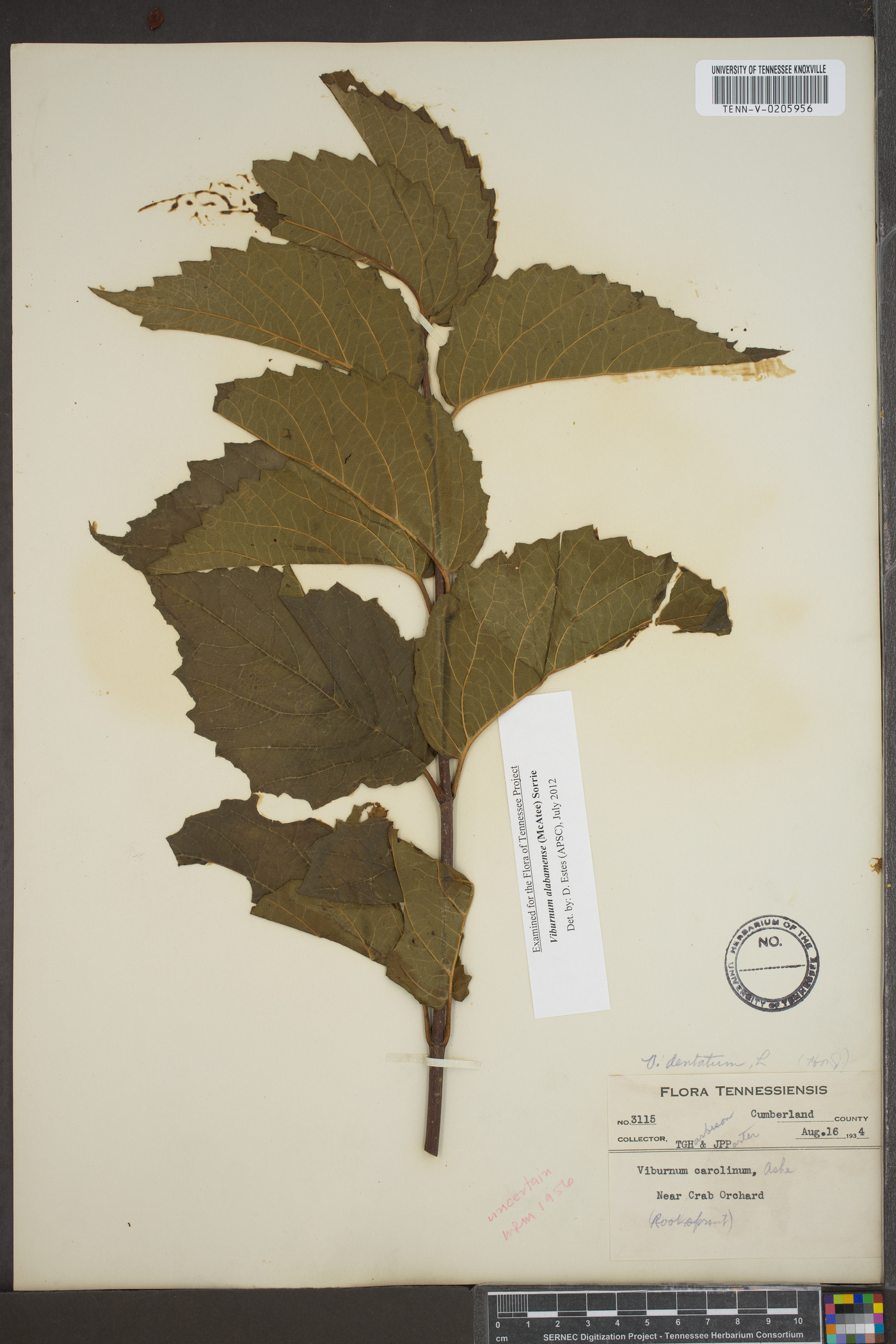 Viburnum alabamense image