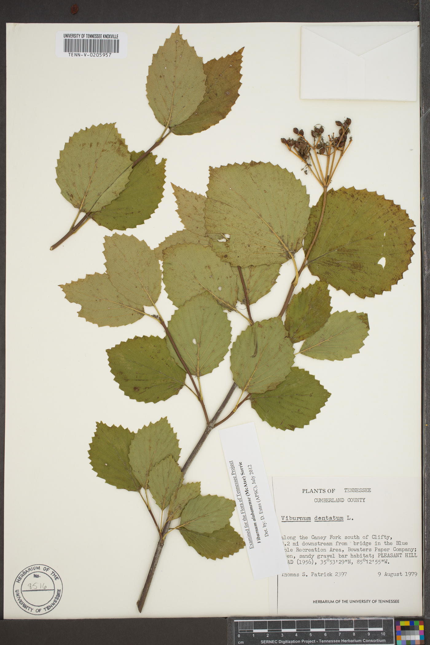 Viburnum alabamense image