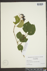 Viburnum alabamense image