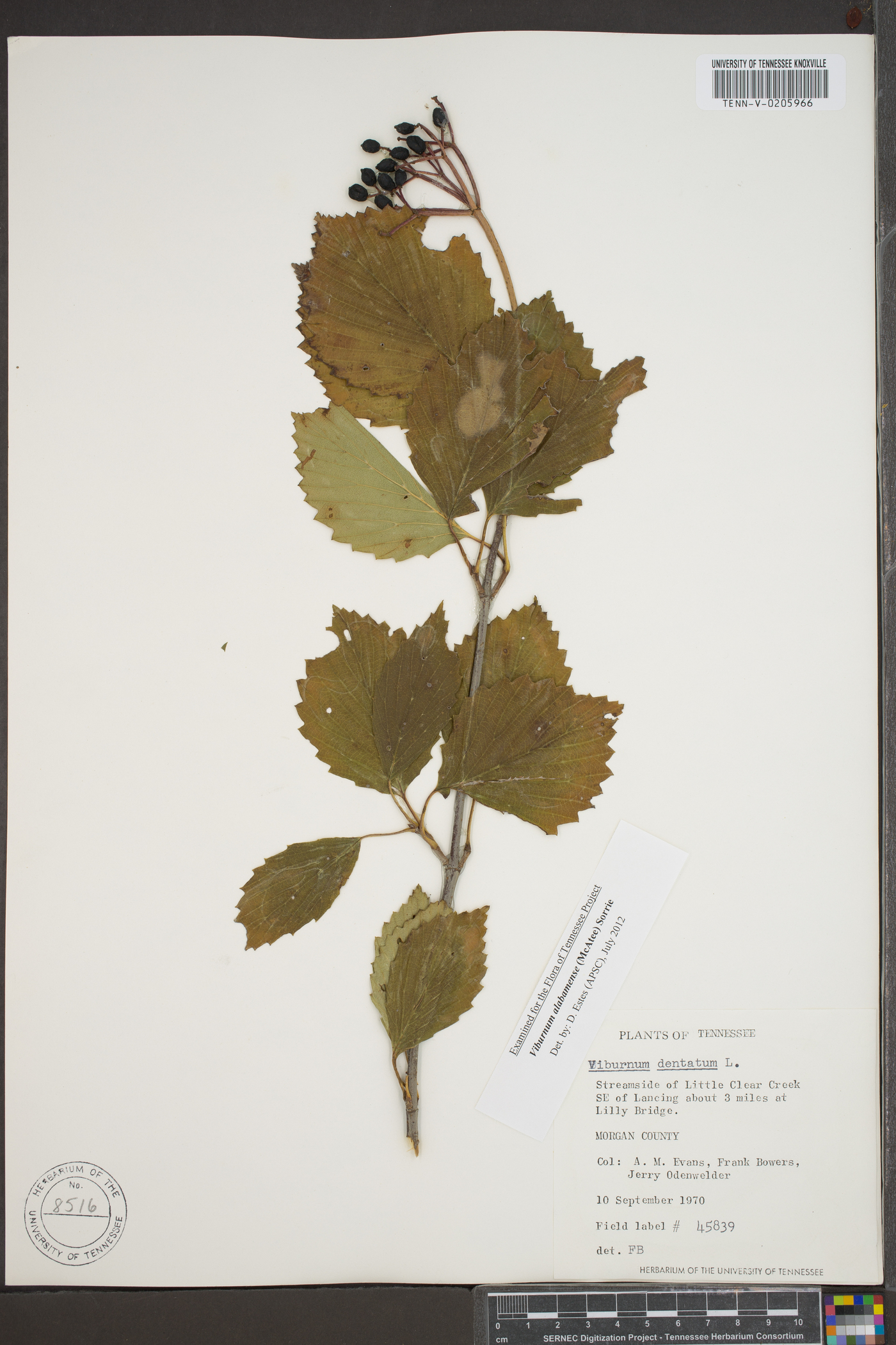 Viburnum alabamense image