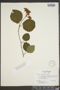 Viburnum alabamense image