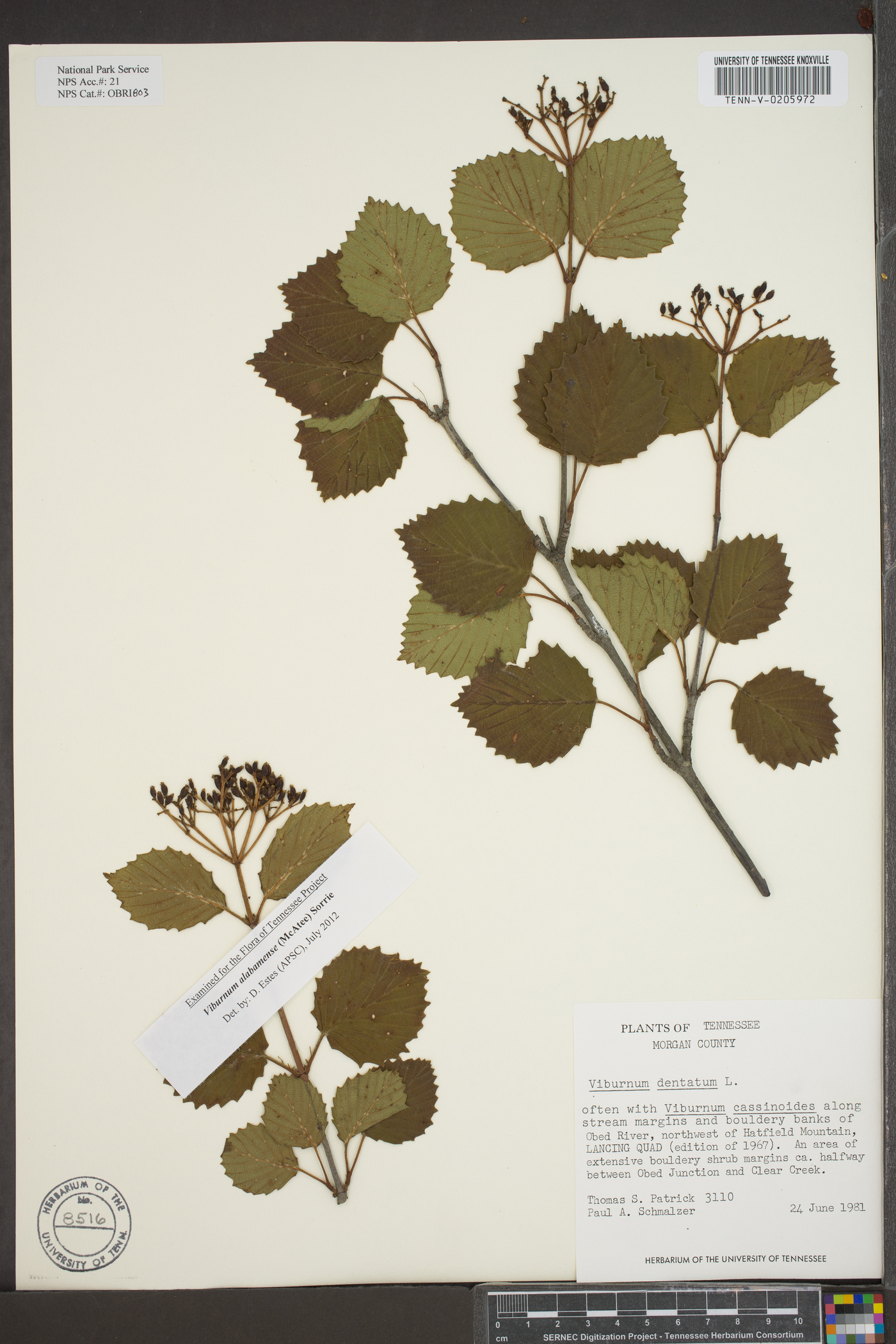 Viburnum alabamense image