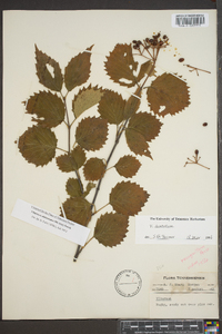 Viburnum alabamense image