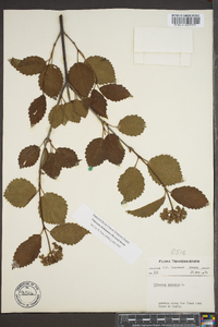 Viburnum alabamense image