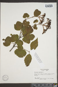 Viburnum alabamense image