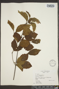 Viburnum alabamense image