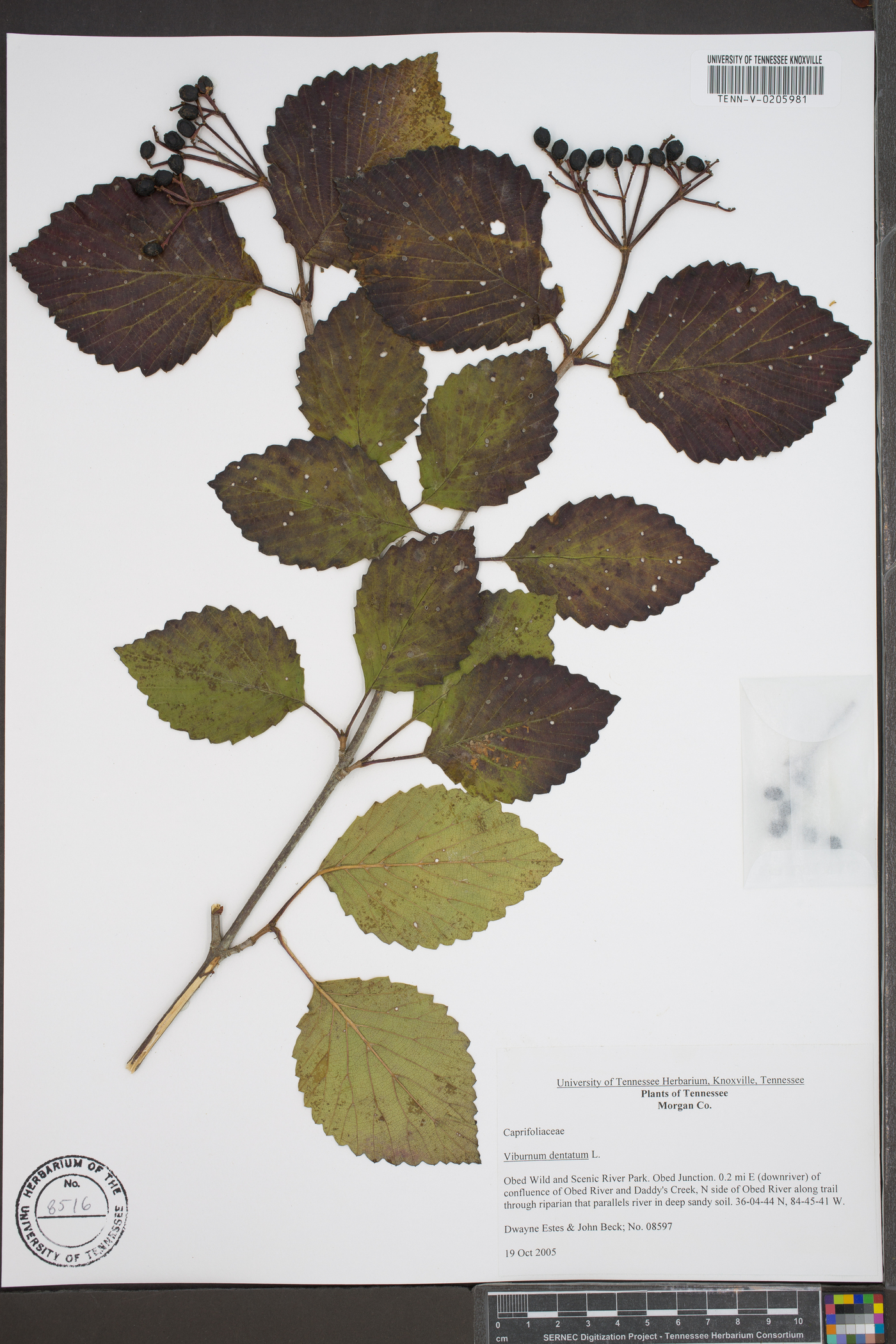 Viburnum alabamense image