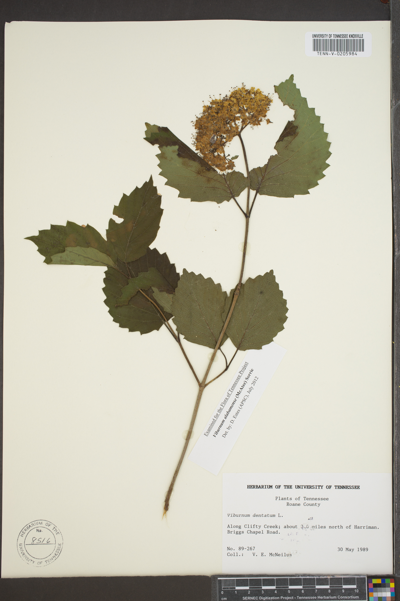 Viburnum alabamense image