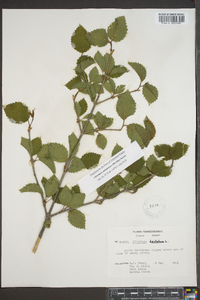 Viburnum alabamense image