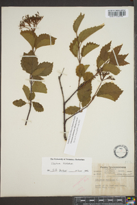 Viburnum alabamense image