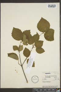 Viburnum dentatum var. deamii image