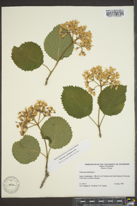 Viburnum dentatum var. deamii image