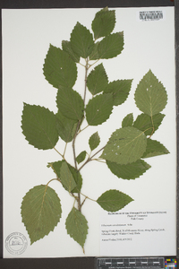 Viburnum dentatum var. deamii image