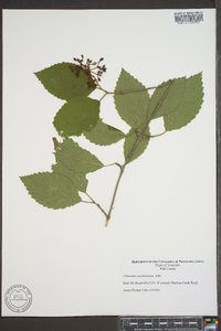 Viburnum dentatum var. deamii image