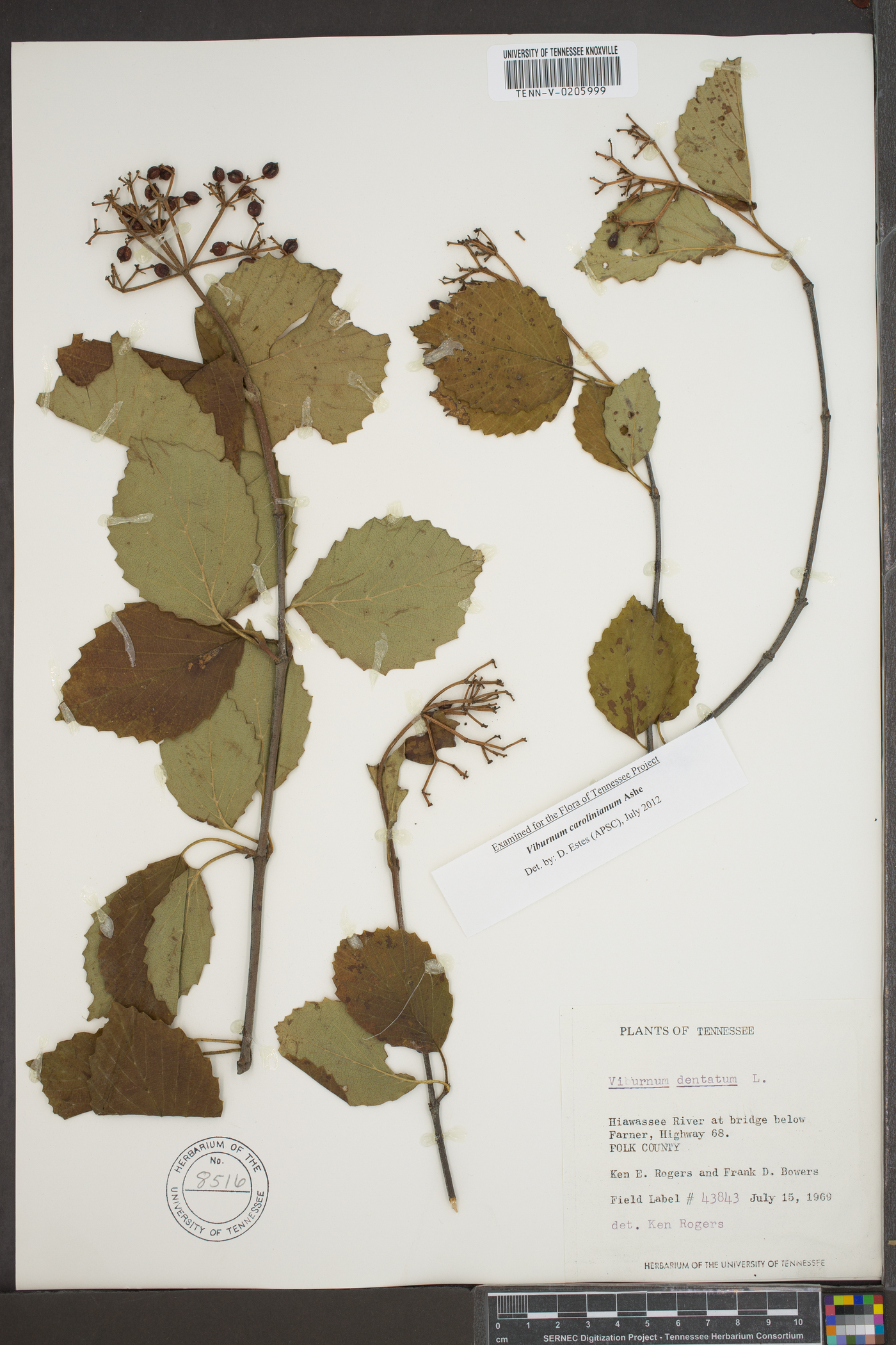 Viburnum dentatum var. deamii image