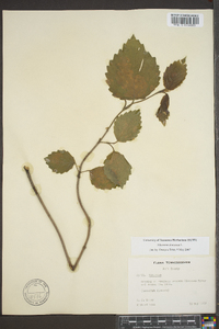 Viburnum dentatum var. deamii image