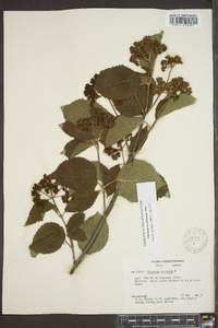 Viburnum dentatum var. deamii image