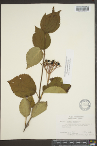 Viburnum dentatum var. deamii image