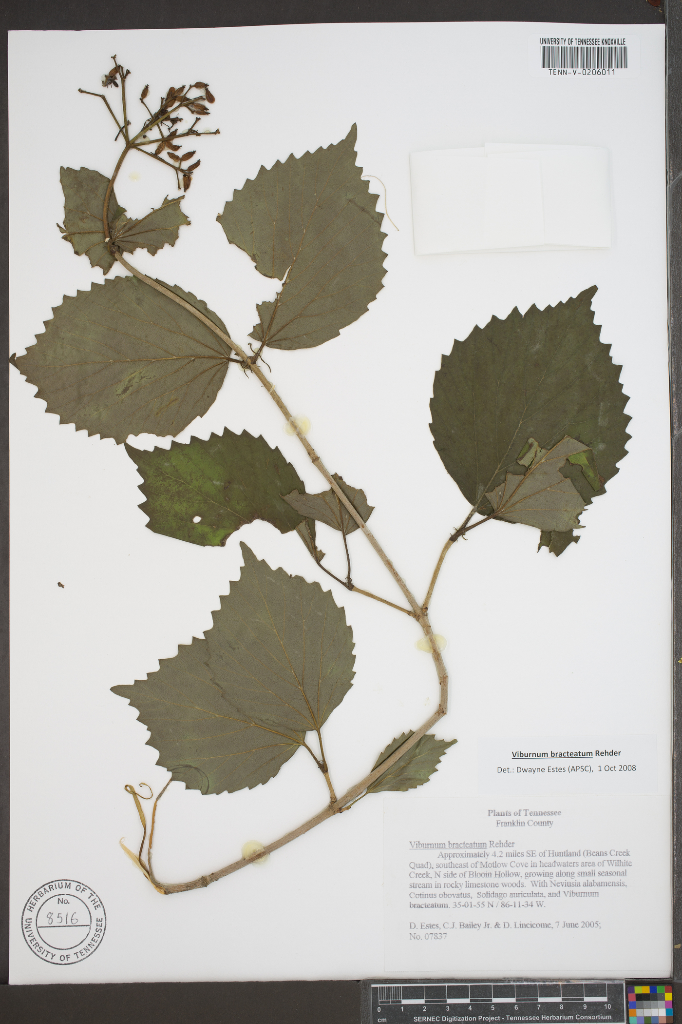 Viburnum bracteatum image
