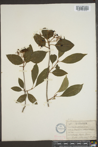 Viburnum cassinoides image