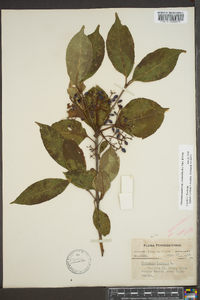 Viburnum cassinoides image