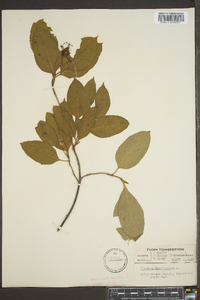 Viburnum cassinoides image