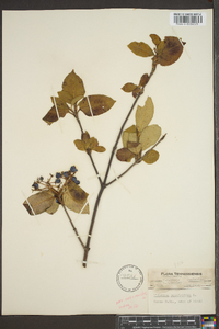 Viburnum cassinoides image