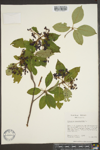 Viburnum cassinoides image