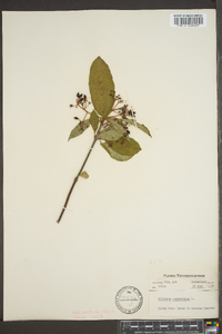 Viburnum cassinoides image